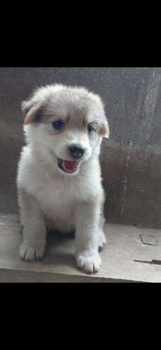 Pastor aleman con alaska malamute 