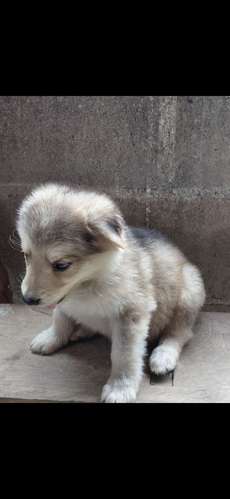Pastor aleman con alaska malamute 