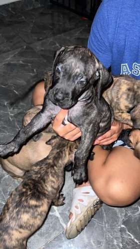 Cachorras presa canario