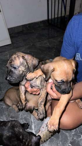 Cachorras presa canario