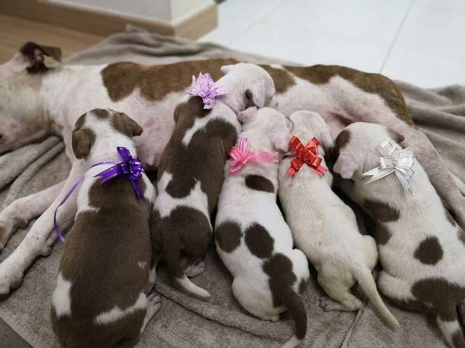 Cachorros mescla pitbull red nose y american bully xl
