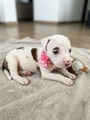 Cachorros mescla pitbull red nose y american bully xl