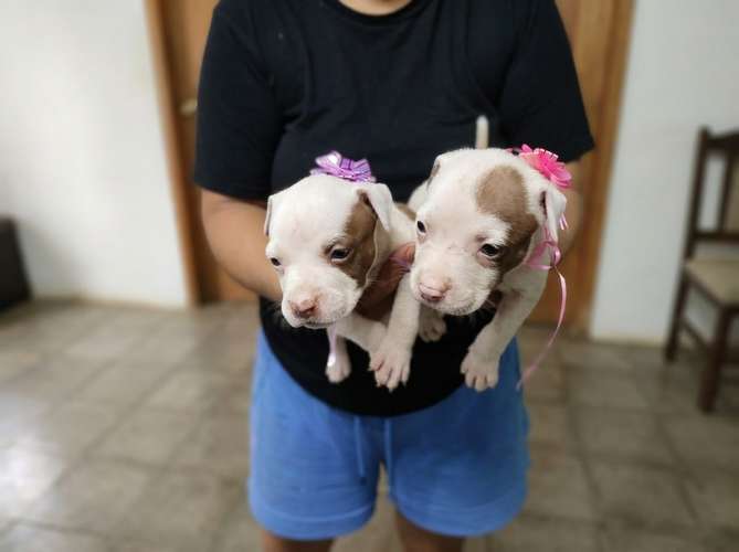 Cachorros mescla pitbull red nose y american bully xl
