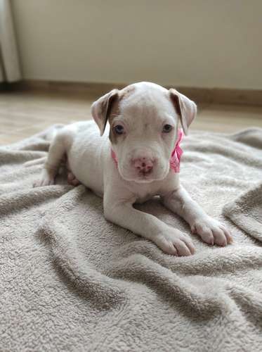 Cachorros mescla pitbull red nose y american bully xl
