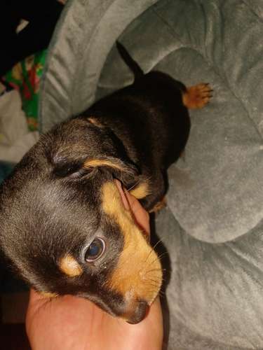 Salchichas o Dachsund,  1 niña, 1 niño 