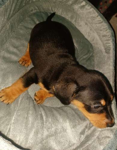 Salchichas o Dachsund,  1 niña, 1 niño 