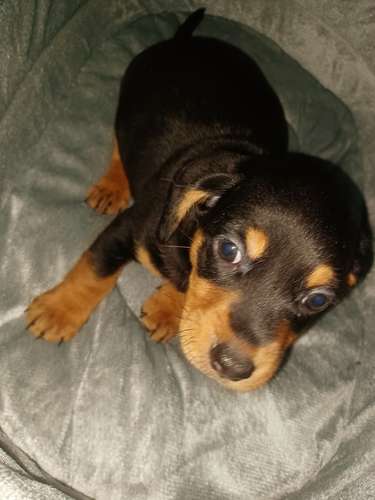 Salchichas o Dachsund,  1 niña, 1 niño 