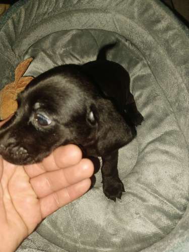 Salchichas o Dachsund,  1 niña, 1 niño 