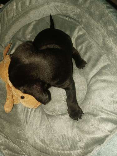 Salchichas o Dachsund,  1 niña, 1 niño 