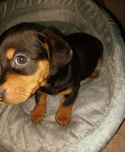Salchichas o Dachsund,  1 niña, 1 niño 