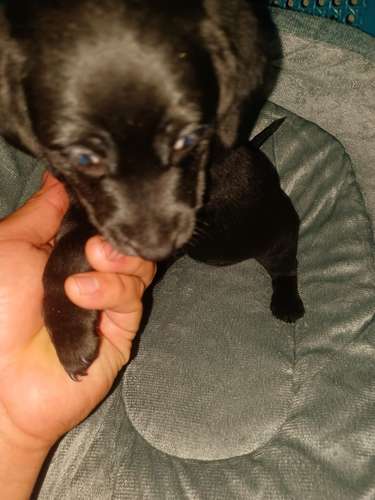 Salchichas o Dachsund,  1 niña, 1 niño 