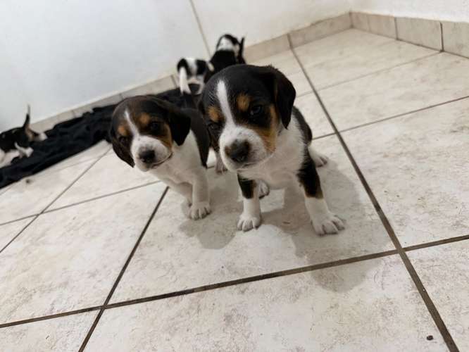 ¡BEAGLES DE RAZA PURA EN VENTA! 