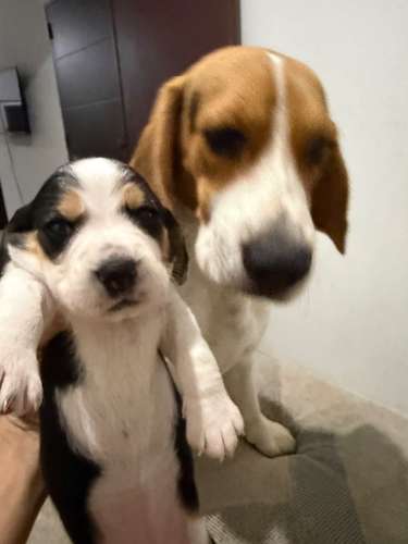 ¡BEAGLES DE RAZA PURA EN VENTA! 