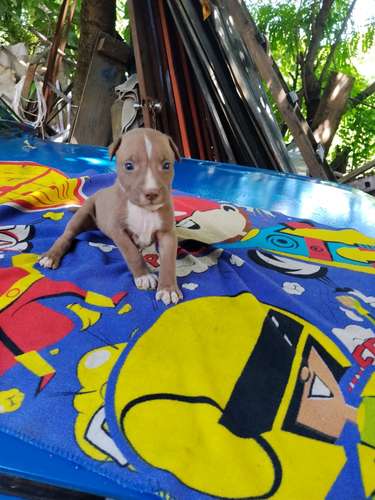 Cachorritos pitbull terier 