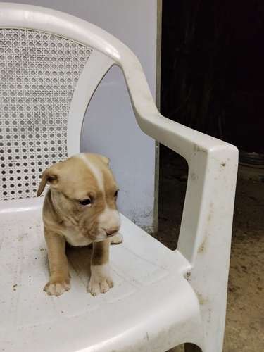 Cachorritos pitbull terier 