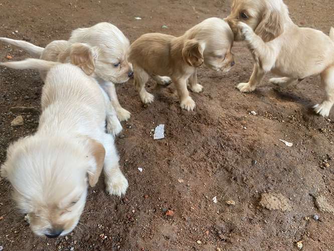 Perritos machos cocker