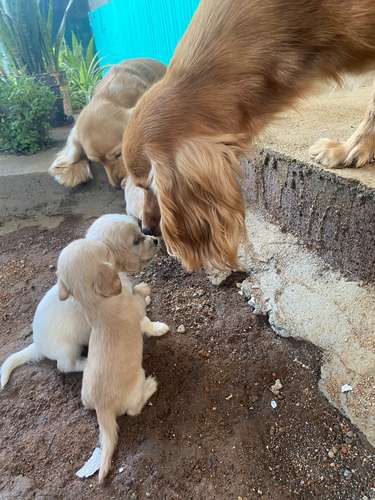Perritos machos cocker