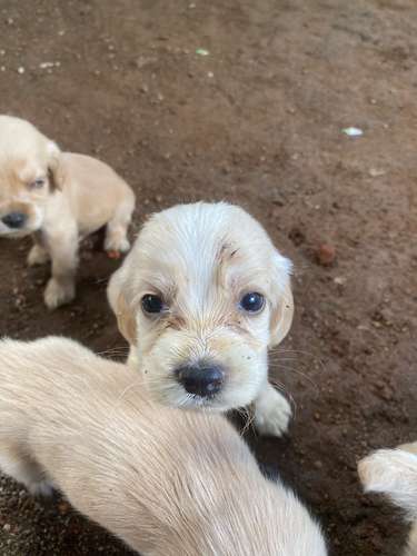 Perritos machos cocker