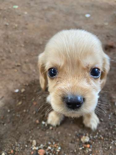 Perritos machos cocker