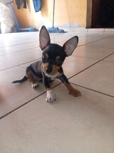 Chihuahua  mini