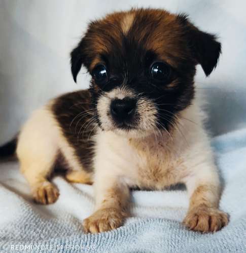 Chihuahua pelo largo hembra y macho - Imagen 7