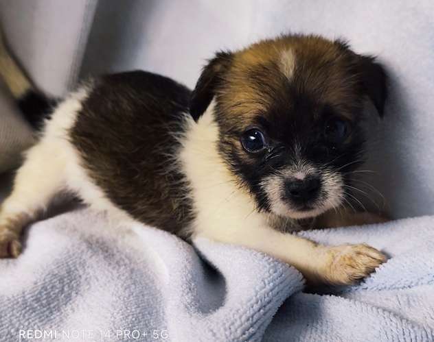 Chihuahua pelo largo hembra y macho - Imagen 4