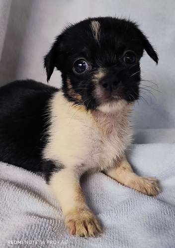 Chihuahua pelo largo hembra y macho - Imagen 3