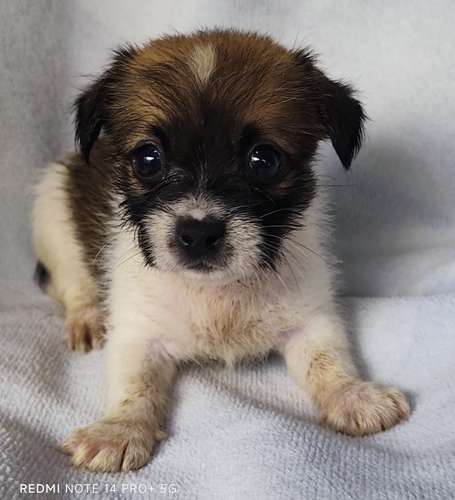 Chihuahua pelo largo hembra y macho - Imagen 6
