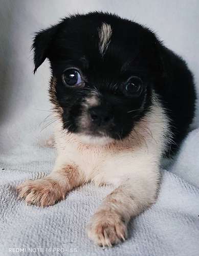 Chihuahua pelo largo hembra y macho