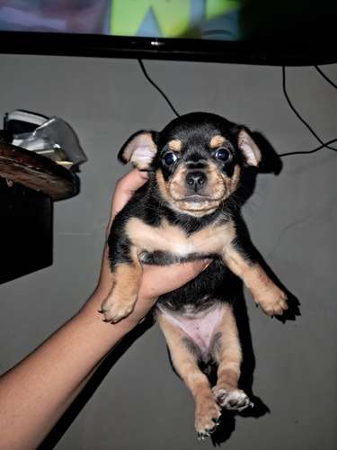 Perro chihuaba hembra y varon  - Imagen 3