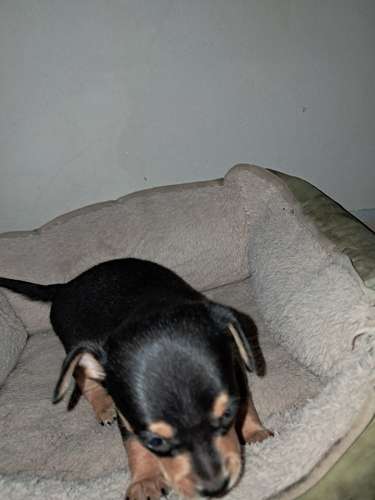 Perro chihuaba hembra y varon 