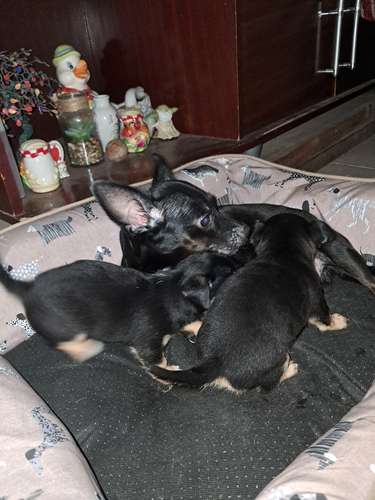 Perro chihuaba hembra y varon  - Imagen 4