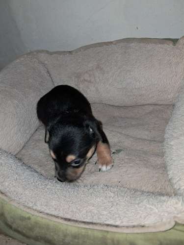 Perro chihuaba hembra y varon  - Imagen 6