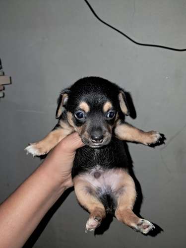 Perro chihuaba hembra y varon  - Imagen 2
