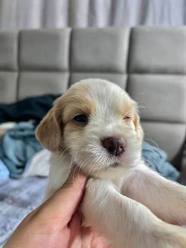 Hermosa cocker spaniel  - Imagen 4