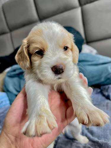 Hermosa cocker spaniel  - Imagen 5