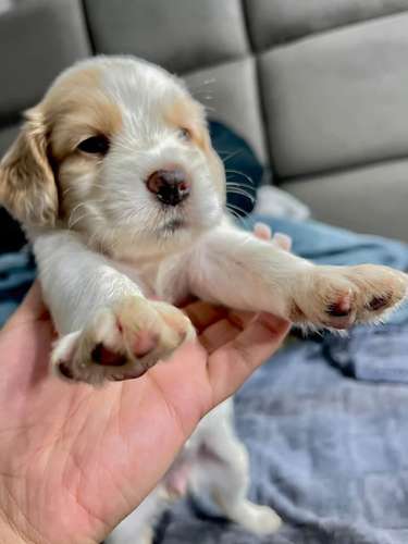 Hermosa cocker spaniel 