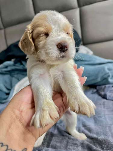 Hermosa cocker spaniel  - Imagen 2