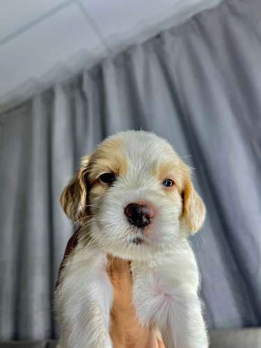 Hermosa cocker spaniel  - Imagen 3
