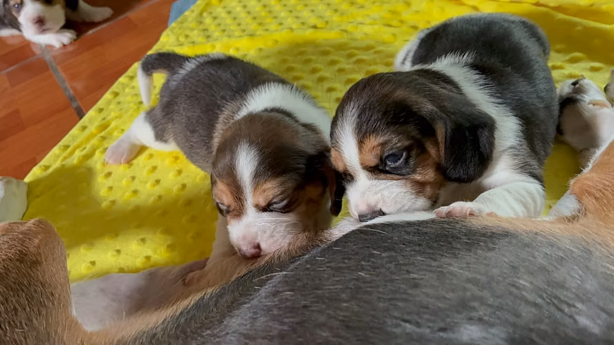 Beagles