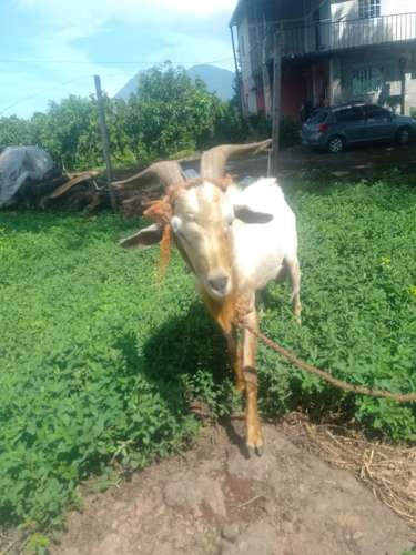 Vendo cabro 