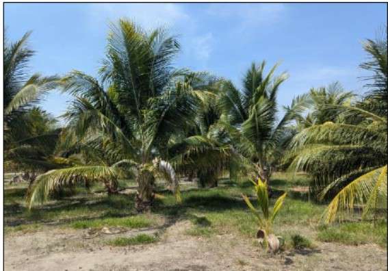 Se vende espectacular terreno en Playa El Espino, El Salvador. - Imagen 6