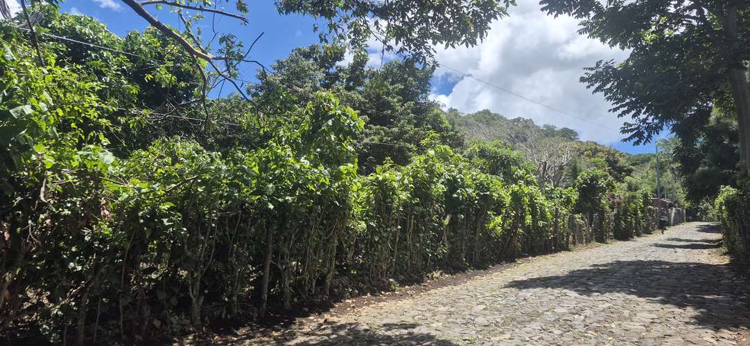 Se venden 3 parcelas en Alegria, Usulutan Norte - Imagen 4
