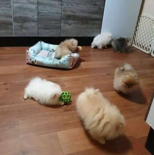   HERMOSA CACHORRITA POMERANIA TEACUP - CARA DE OSITO - DISPONIBLE YA 