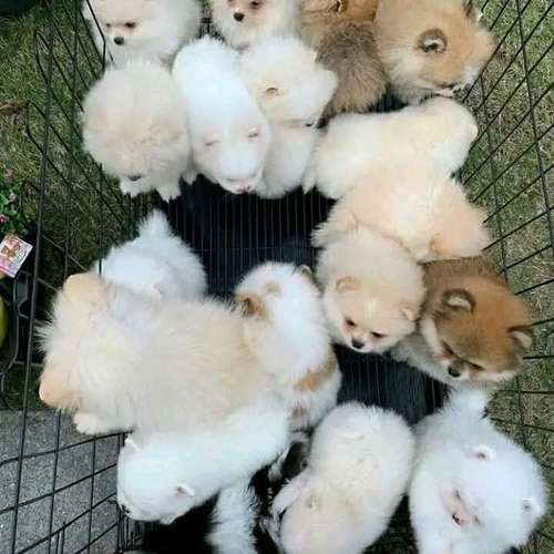   HERMOSA CACHORRITA POMERANIA TEACUP - CARA DE OSITO - DISPONIBLE YA 