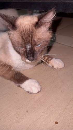 Gatitas Siameses