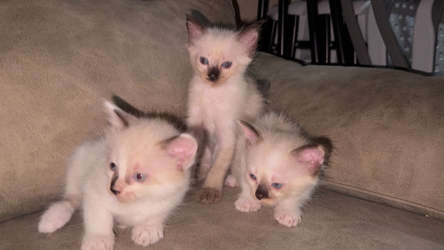 Gatitas Siameses
