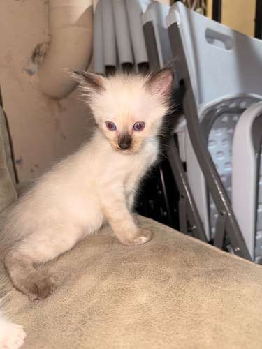 Gatitas Siameses