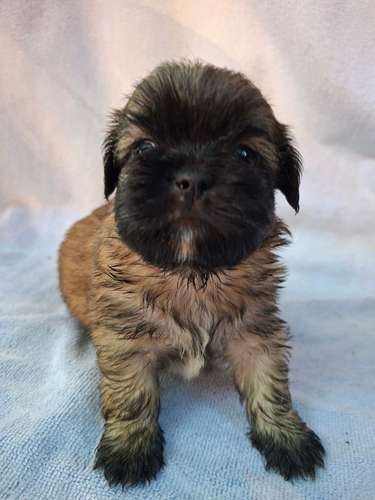 Shih tzu macho - Imagen 2
