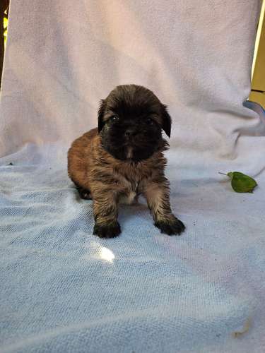 Shih tzu macho - Imagen 6